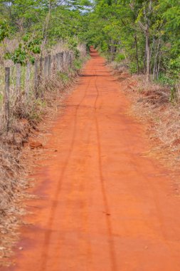 Brezilya Savanah 'ında güzel bir şarkı