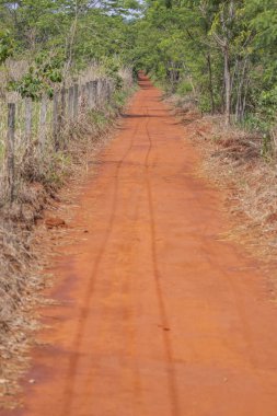 Brezilya Savanah 'ında güzel bir şarkı