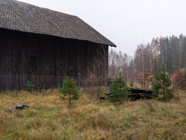 Sisli bir sabahta, genç ağaçlar ve sonbahar otlarıyla çevrili eski ahşap ahır, yaşlanan kırsal bir arazinin sessiz kırsal atmosferini yakalıyor.
