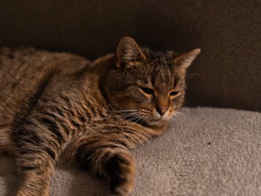 Yumuşak beyaz bir yatak üzerinde dinlenen gevşek tekir kedi, sakin bir şekilde kapalı bir ortamda ifade yeşil gözleri ile kameraya bakıyor