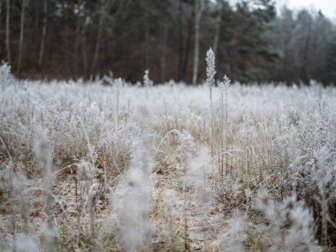 Arkasında yumuşak bir kış çayırı olan ön planda buzla kaplı vahşi bitki doğal buz kristalleri ve sessiz, mevsimsel bir atmosfer göstermektedir.