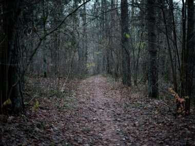 Kuru sonbahar yapraklarıyla kaplı orman yolu yüksek ağaçların arasında yokuş yukarı, sonbaharın sonlarında kasvetli ve sessiz bir orman atmosferi yaratır.