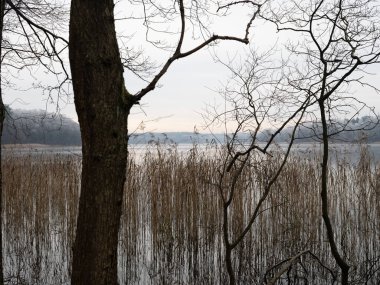Kış göl manzarası çıplak ağaçlar ve sazlıklar tarafından çerçevelenmiş, durgun suya ve soğuk kıyı şeridine yansıyan yumuşak, sessiz bir ışık