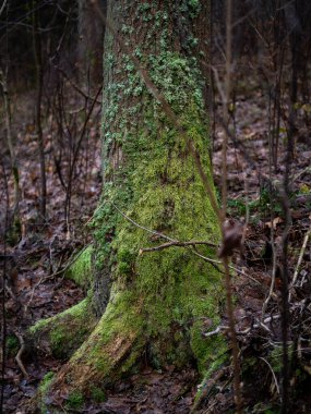 Karanlık bir ormanda yosun kaplı ağaç gövdesi, nemli, sonbahar sonu ormanlarında zengin yeşil dokuları ve doğal detayları vurguluyor.