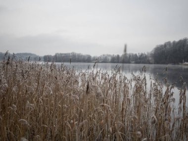 Donmuş Sazlıklar, sakin bir kış Lakeshore 'u boyunca büyür Yumuşak Sabah Işığı ve Serin Mavi Yansımalar Huzurlu ve Minimalist Doğa Sahnesi yaratır