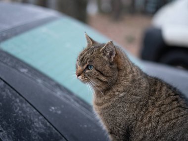 Soğuk bir kış sabahı, buzla kaplı bir arabanın çatısında oturan Tekir Kedi, Bir Şehir Aydınlatmasında Meraklı İfade ve Yumuşak Doğal Işığı Gösteriyor