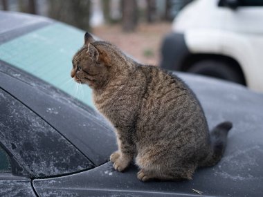 Soğuk bir kış sabahı, buzla kaplı bir arabanın çatısında oturan Tekir Kedi, Bir Şehir Aydınlatmasında Meraklı İfade ve Yumuşak Doğal Işığı Gösteriyor