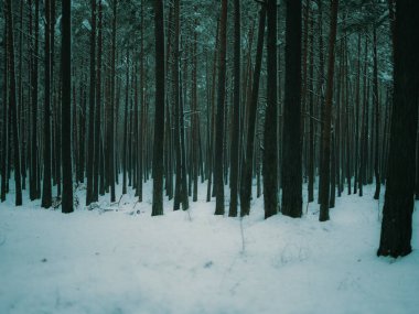 Kar, uzun, karanlık ağaç gövdeleri ile kış çam ormanlarını kapladı. Soğuk, bulutlu, sakin, minimalist ve doğal manzara fotoğrafçılığı ile karamsar, atmosferik bir orman manzarası yarattı.