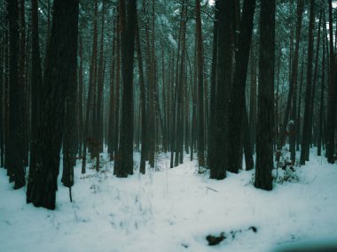 Kar, uzun, karanlık ağaç gövdeleri ile kış çam ormanlarını kapladı. Soğuk, bulutlu, sakin, minimalist ve doğal manzara fotoğrafçılığı ile karamsar, atmosferik bir orman manzarası yarattı.