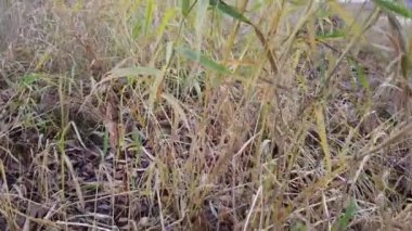 Sonbahar otlarının yağmurdan sonraki videosu, rüzgarda sallanan çimenler. Değişen mevsimlerin konsepti