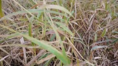 Sonbahar otlarının yağmurdan sonraki videosu, rüzgarda sallanan çimenler. Değişen mevsimlerin konsepti