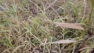 Sonbahar otlarının yağmurdan sonraki videosu, rüzgarda sallanan çimenler. Değişen mevsimlerin konsepti