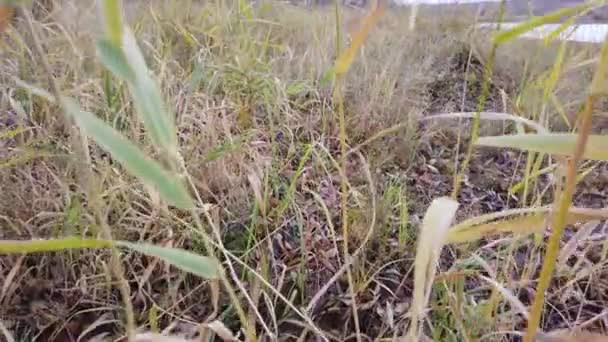 Video Autumn Grass Rain Grass Sways Wind Concept Changing Seasons — Stock Video