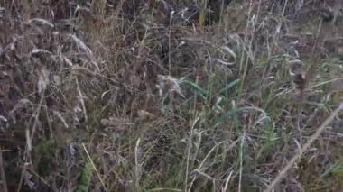 Sonbahar otlarının yağmurdan sonraki videosu, rüzgarda sallanan çimenler. Değişen mevsimlerin konsepti