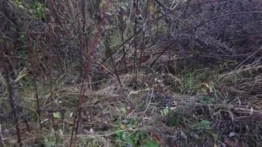 Sonbahar otlarının yağmurdan sonraki videosu, rüzgarda sallanan çimenler. Değişen mevsimlerin konsepti