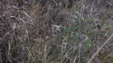 Sonbahar otlarının yağmurdan sonraki videosu, rüzgarda sallanan çimenler. Değişen mevsimlerin konsepti