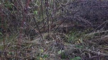 Sonbahar otlarının yağmurdan sonraki videosu, rüzgarda sallanan çimenler. Değişen mevsimlerin konsepti