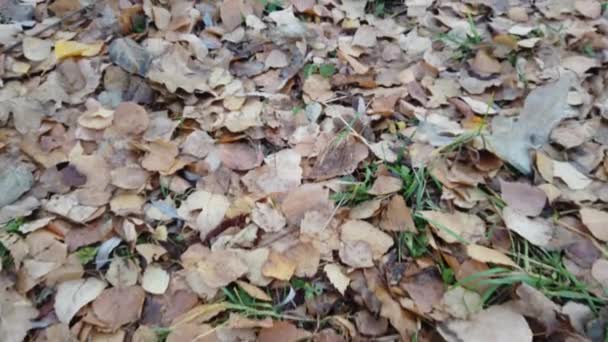 Padlé Žluté Listí Leží Zemi Podzimní Čas Horní Pohled Procházka — Stock video