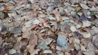 Düşen sarı yapraklar yerde yatıyor. Sonbahar geldi. Sarı yapraklarla kaplı sonbahar ormanında üst manzara yürüyor..