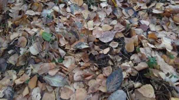Umgestürzte Bäume Mit Gelben Blättern Liegen Boden Herbstzeit Spaziergang Von — Stockvideo