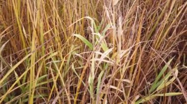 Tarlada sarı çimenler, sonbahar geliyor