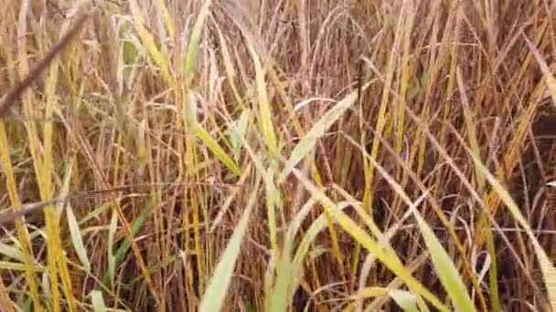 Geelachtig Gras Het Veld Herfst Komt Eraan — Stockvideo