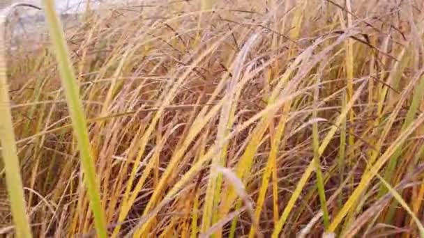 Yellowing Grass Field Autumn Coming — Stock Video