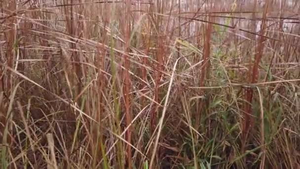 Geelachtig Gras Het Veld Herfst Komt Eraan — Stockvideo