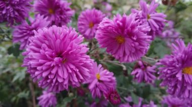 Violet ve Pembe Aster Çiçeği Ev Bahçesinde Rüzgarda Gelişiyor