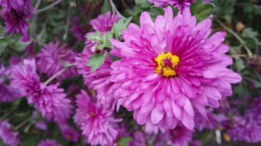 Violet ve Pembe Aster Çiçeği Ev Bahçesinde Rüzgarda Gelişiyor