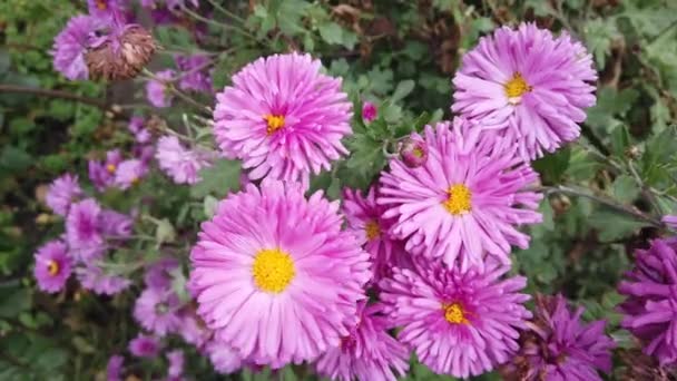 Violet Και Pink Aster Flower Στο Home Garden Αναπτύσσεται Στον — Αρχείο Βίντεο