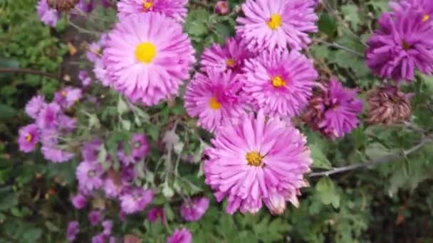 Violet Pink Aster Flower Home Garden Develops Wind — Stock Video