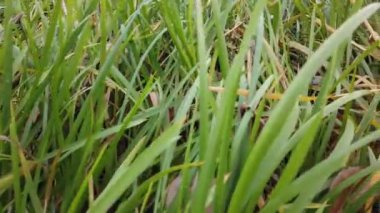 Rüzgâr sonbahar çimlerini sarıyor, sonbahar çimlerini kaplıyor.