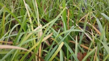 Rüzgâr sonbahar çimlerini sarıyor, sonbahar çimlerini kaplıyor.