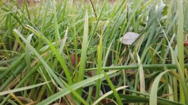 Rüzgâr sonbahar çimlerini sarıyor, sonbahar çimlerini kaplıyor.