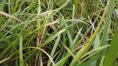 Rüzgâr sonbahar çimlerini sarıyor, sonbahar çimlerini kaplıyor.