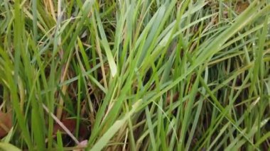 Rüzgâr sonbahar çimlerini sarıyor, sonbahar çimlerini kaplıyor.