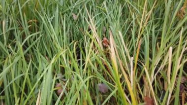 Rüzgâr sonbahar çimlerini sarıyor, sonbahar çimlerini kaplıyor.