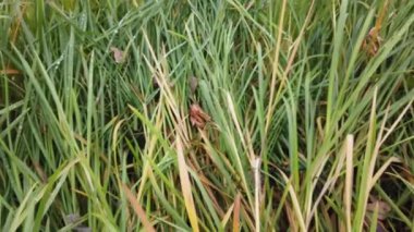 Rüzgâr sonbahar çimlerini sarıyor, sonbahar çimlerini kaplıyor.