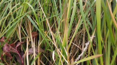 Rüzgâr sonbahar çimlerini sarıyor, sonbahar çimlerini kaplıyor.