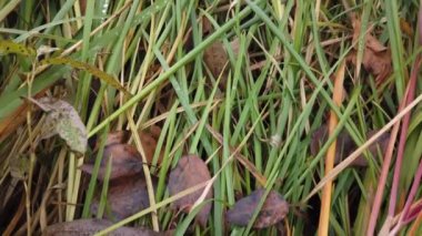 Rüzgâr sonbahar çimlerini sarıyor, sonbahar çimlerini kaplıyor.