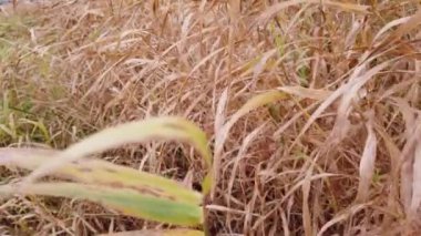 Rüzgâr sonbahar çimlerini sarıyor, sonbahar çimlerini kaplıyor.