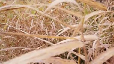Rüzgâr sonbahar çimlerini sarıyor, sonbahar çimlerini kaplıyor.