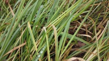 Rüzgâr sonbahar çimlerini sarıyor, sonbahar çimlerini kaplıyor.