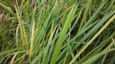 Rüzgâr sonbahar çimlerini sarıyor, sonbahar çimlerini kaplıyor.