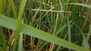 Rüzgâr sonbahar çimlerini sarıyor, sonbahar çimlerini kaplıyor.