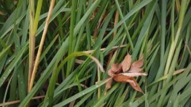 Rüzgâr sonbahar çimlerini sarıyor, sonbahar çimlerini kaplıyor.