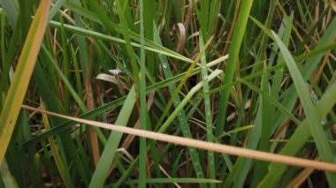 Rüzgâr sonbahar çimlerini sarıyor, sonbahar çimlerini kaplıyor.