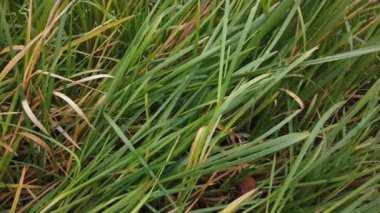 Rüzgâr sonbahar çimlerini sarıyor, sonbahar çimlerini kaplıyor.