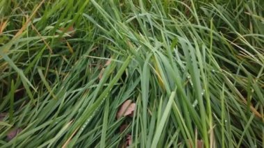 Rüzgâr sonbahar çimlerini sarıyor, sonbahar çimlerini kaplıyor.